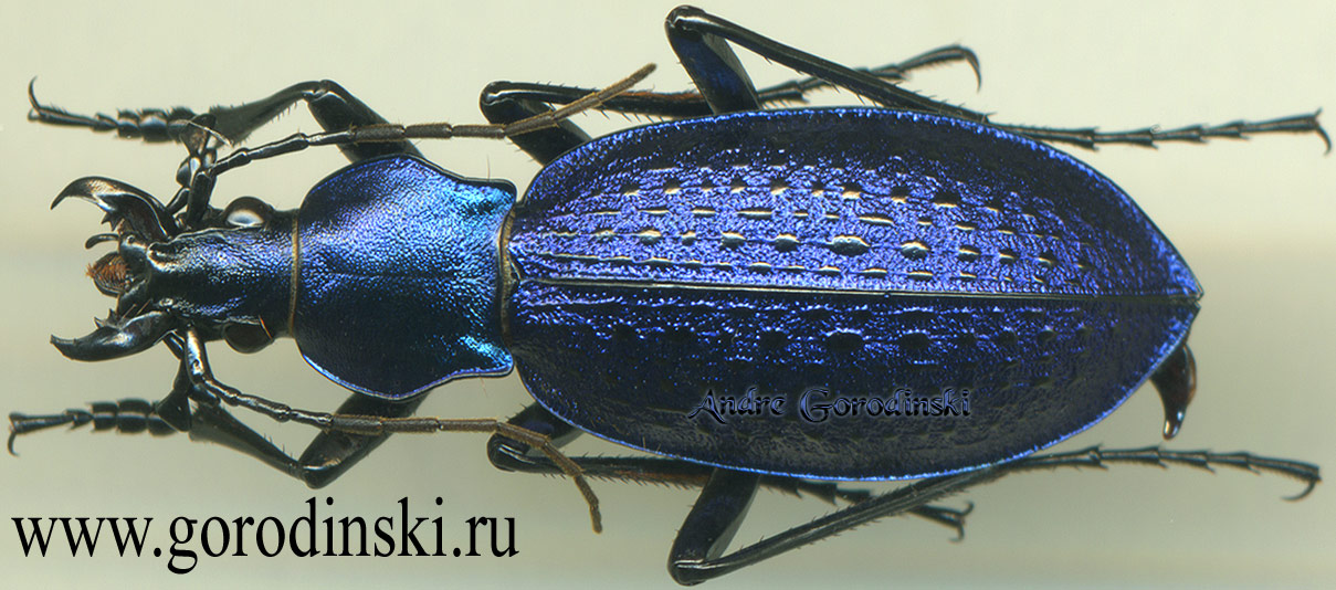 http://www.gorodinski.ru/carabus/Coptolabrus smaragdinus  yanggangensis.jpg